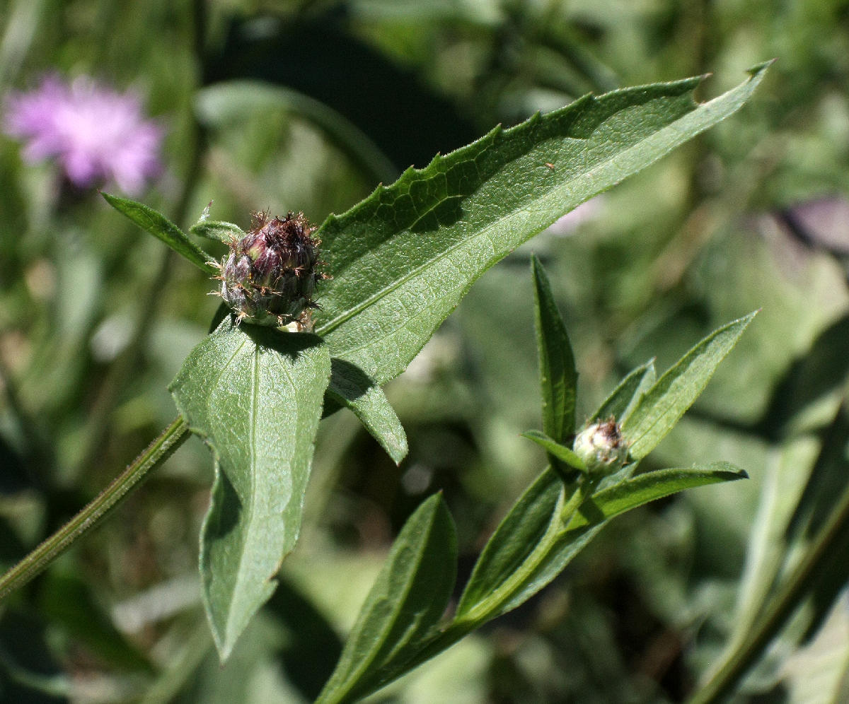 Centaurea nigrescens